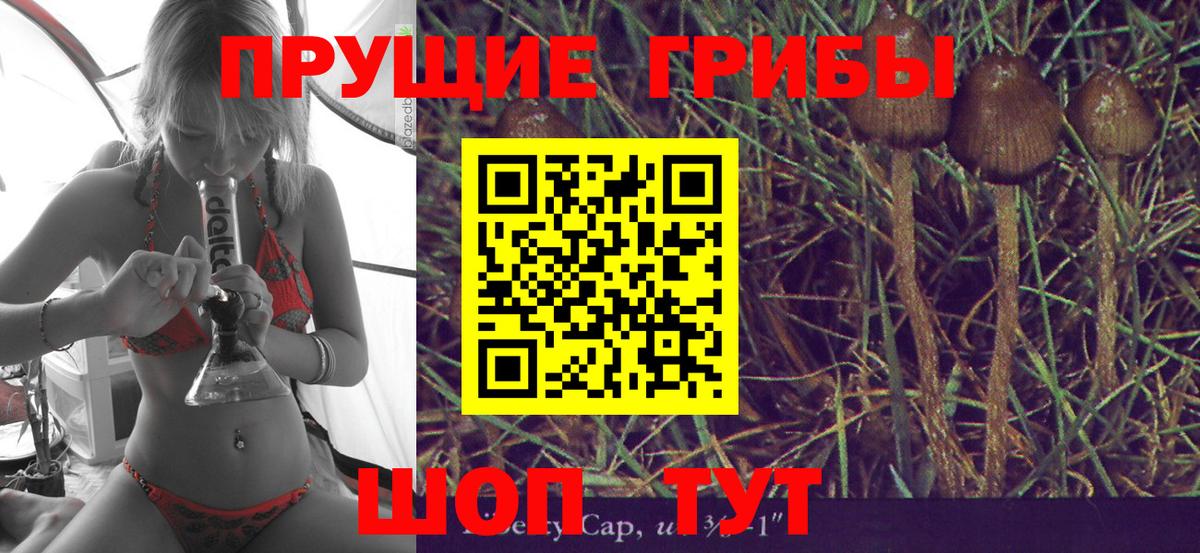 Галлюциногенные грибы Psilocybine cubensis Ярцево